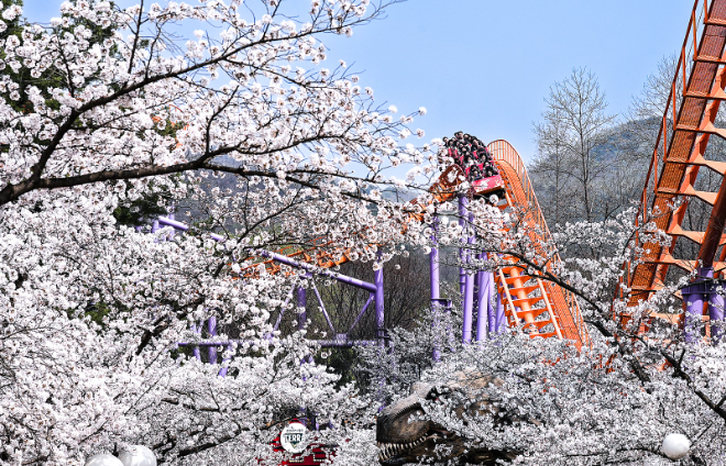 서울랜드에서 즐기는 이색 벚꽃놀이 코스 Best3