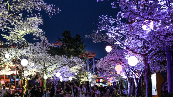 서울랜드에서 즐기는 이색 벚꽃놀이 코스 Best3