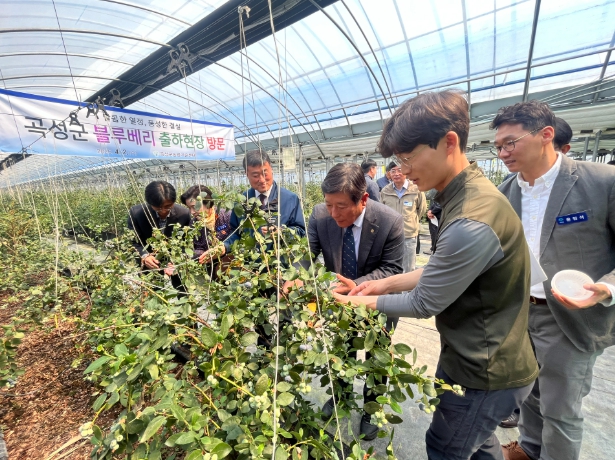 곡성군 블루베리 재배 농가 현장 방문 행사 추진