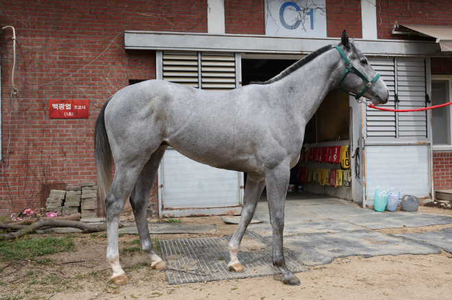 "새로운 스타 탄생?" 오는 6일 제21회 KRA컵 마일 개최