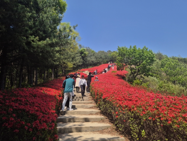 제3회 영인산 철쭉제 주행사장 공연 관람사진