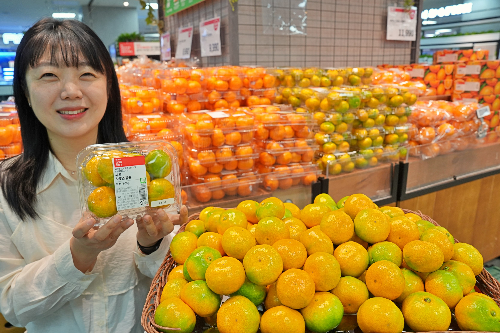 롯데마트, 하우스 감귤 한발 빨리 선봬