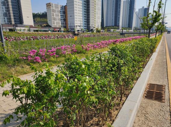 청주시, 도로변 띠녹지 정비로 가로경관 개선