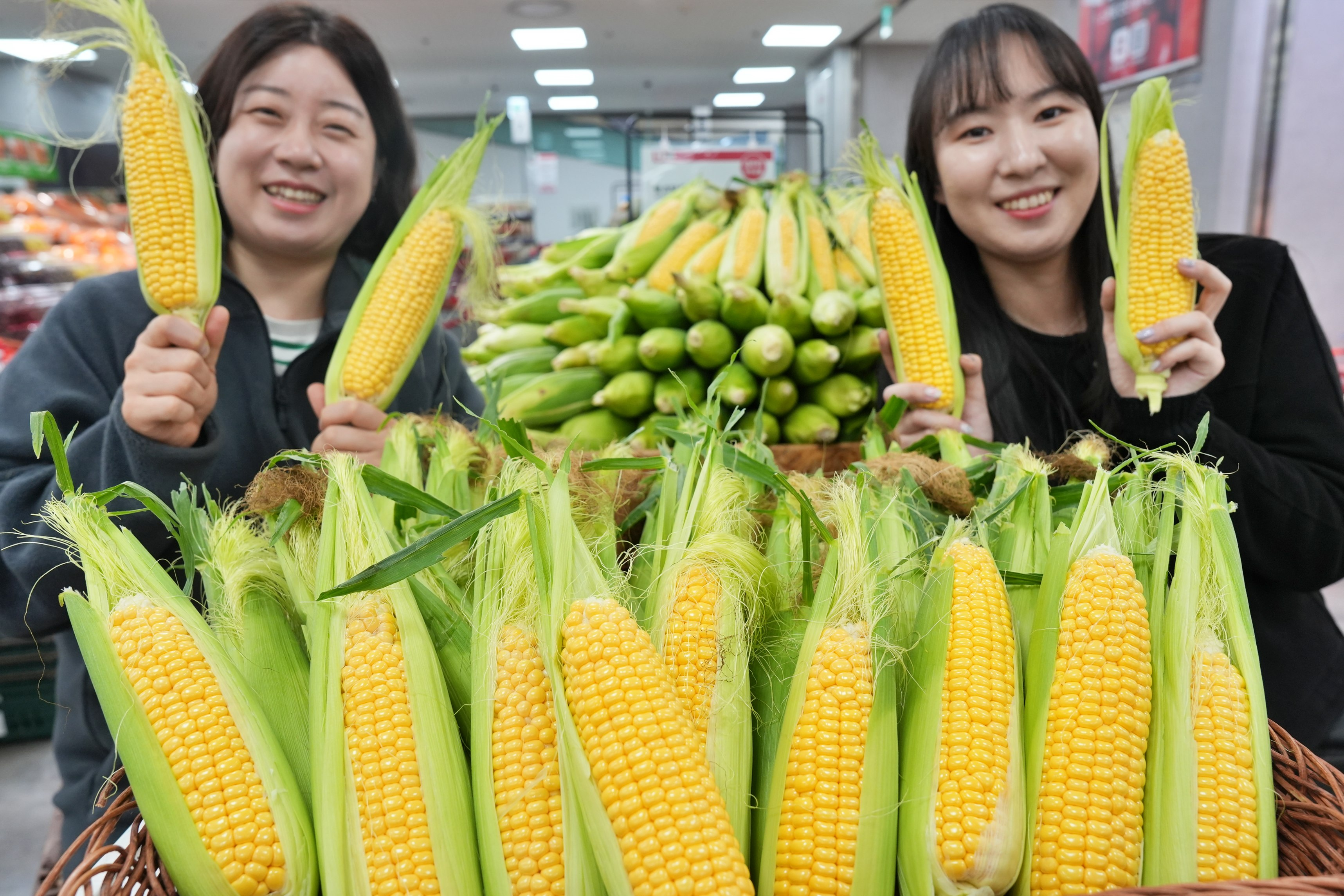 롯데마트∙슈퍼, ‘초당옥수수’ 개당 판매 돌입