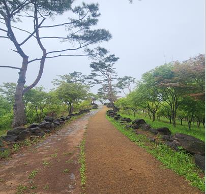 단풍나무 군락 수목 정비