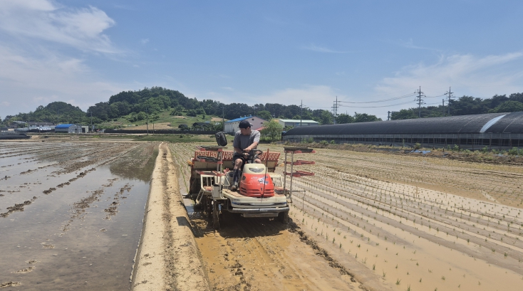 금성면 하류리 모내기 모습