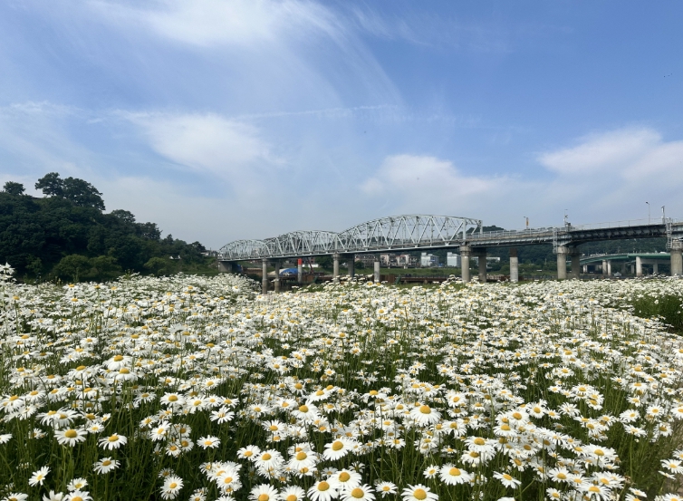 샤스타데이지의 향연’ 미르섬