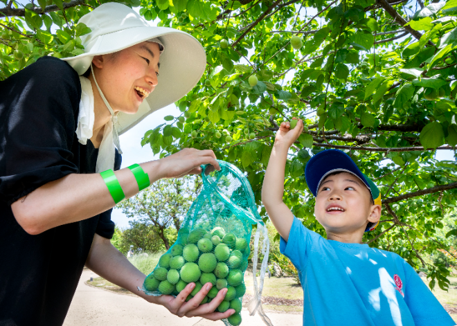 에버랜드, 하늘정원길 '매실따기' 이색 체험 진행