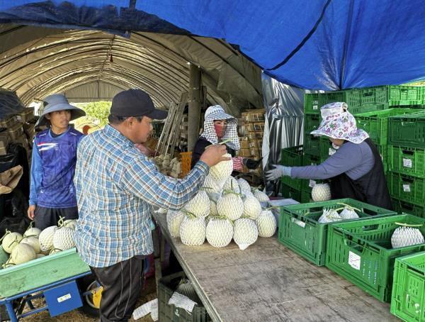 덕산읍 합목리 농가 출하 사진