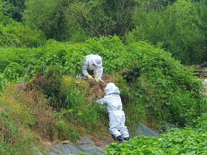 소방대원이 벌집을 제거하고 있다.(사진제공=의령소방서)