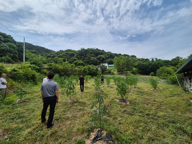 함양 대마재배지 특별점검 모습.(제공=경남경찰청)