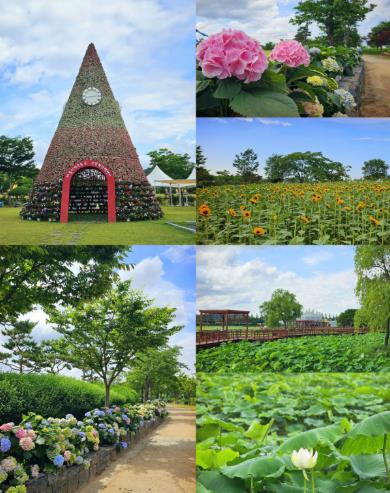 무안연꽃축제장에 조성된 유등 전시