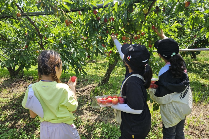 자두 따기 체험과 자두청 만들기 체험 모습