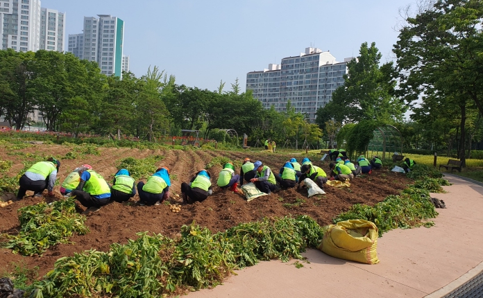 6월 18일 오류IC 도시농업체험장에서 감자를 수확하고 있다