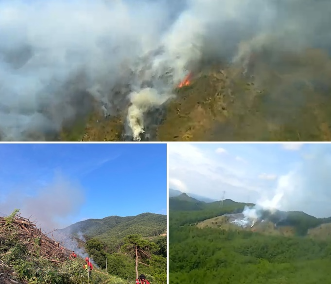 (사진제공=산림청)