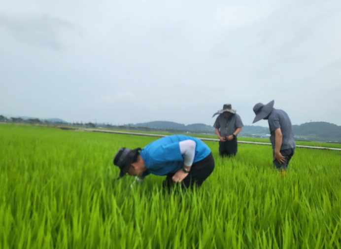 벼 재배지를 예찰 중인 모습