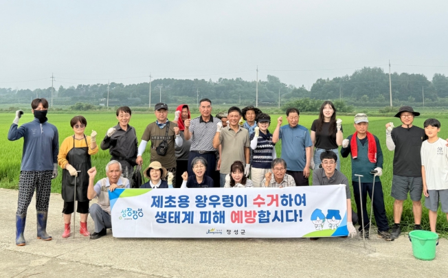 장성군, 8월까지 논벼 ‘왕우렁이’ 집중 수거