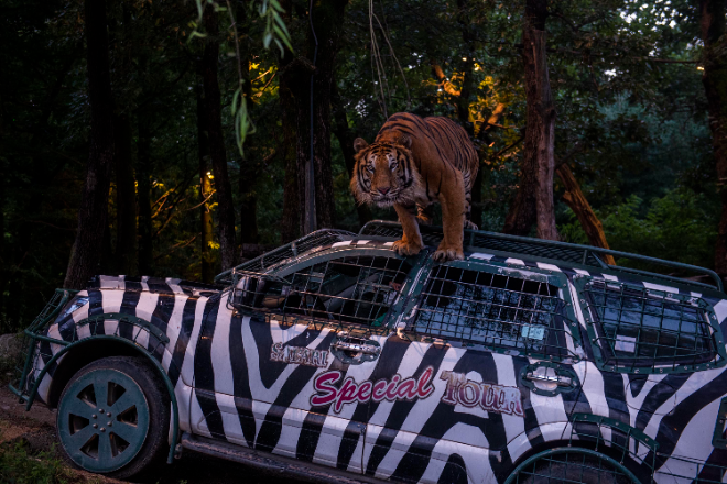 에버랜드, 야간 맹수 탐험 '나이트 사파리 트램' 오픈