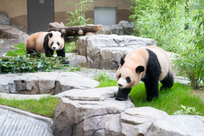 에버랜드, 쌍둥이 새 보금자리 '판다 세컨하우스' 내달 3일 오픈