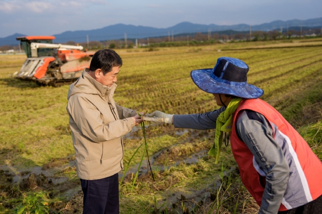 증평군 가을장마 피해 농가 방문(수발아 벼 살펴보는 이재영 군수)