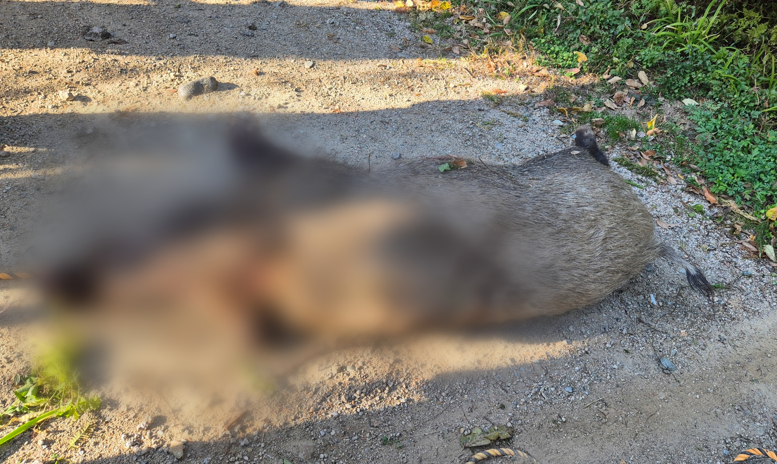 사살된 멧돼지.(사진제공=부산경찰청)