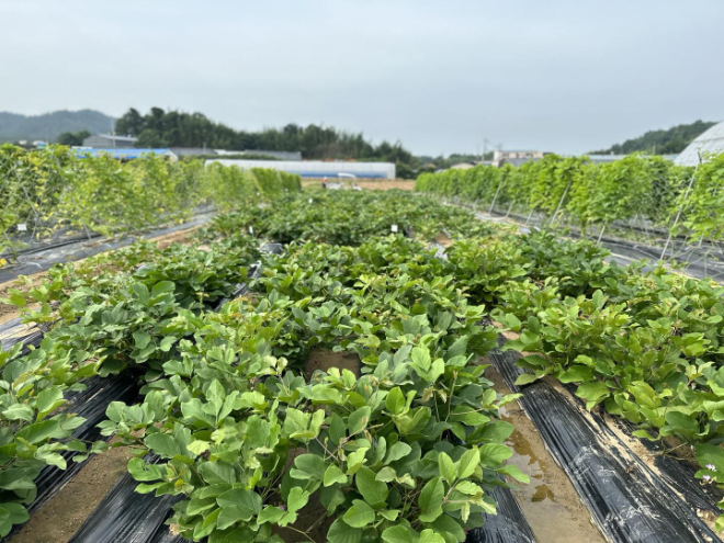 농촌진흥청, 재배·가공 유리한 직립성 도두 자원 신규 등재