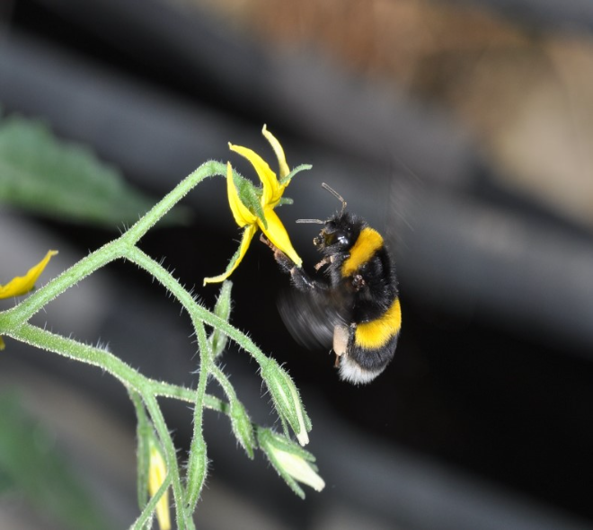 농진청, 시설재배 작물 화분매개곤충 ‘K-뒤영벌’ 성과 가시화